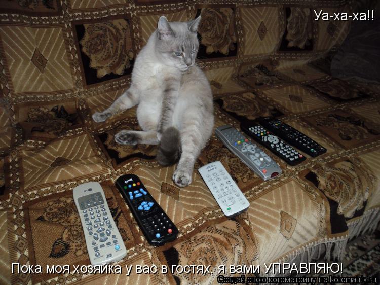 Пока моя хозяйка у вас в гостях, я вами УПРАВЛЯЮ! Уа-ха-ха!!... Котоматрица: Пока моя хозяйка у вас в гостях, я вами УПРАВЛЯЮ! Уа-ха-ха!!