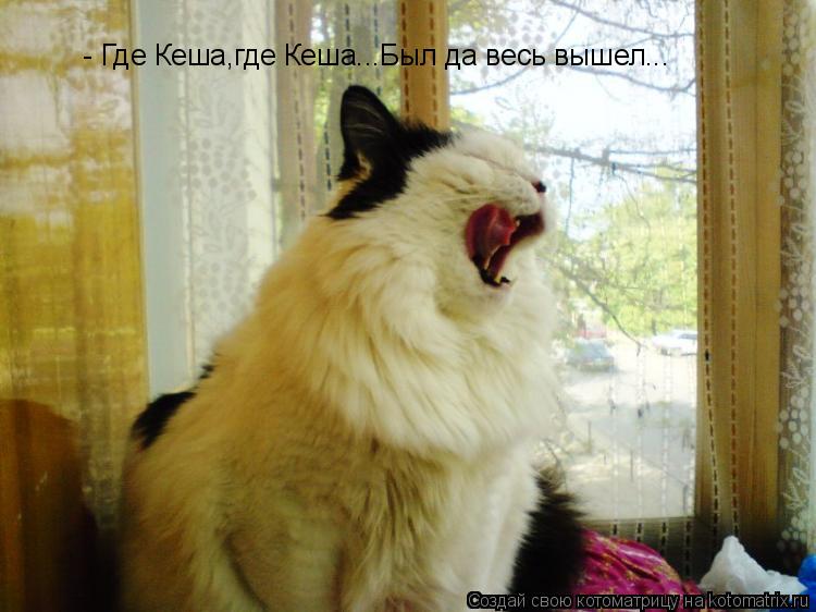 - Где Кеша,где Кеша...Был да весь вышел...... Котоматрица: - Где Кеша,где Кеша...Был да весь вышел...