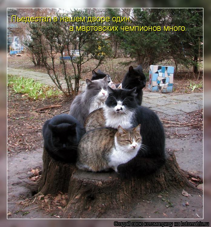 Пьедестал в нашем дворе один, а мартовских чемпионов много.... Котоматрица: Пьедестал в нашем дворе один, а мартовских чемпионов много.