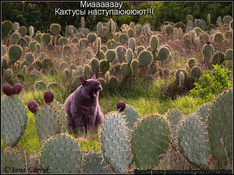 Кактусы наступаюююют!!! Миаааааау... Котоматрица: Кактусы наступаюююют!!! Миаааааау