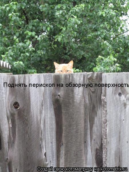 Поднять перископ на обзорную поверхность... Котоматрица: Поднять перископ на обзорную поверхность