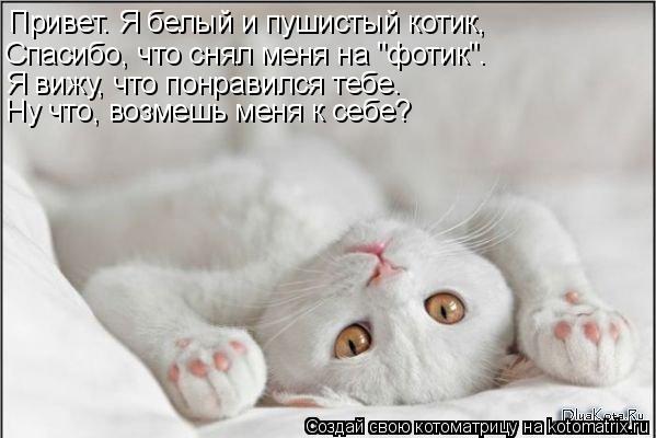 Котоматрица: Привет. Я белый и пушистый котик, Спасибо, что снял меня на "фотик". Я вижу, что понравился тебе. Ну что, возмешь меня к себе?