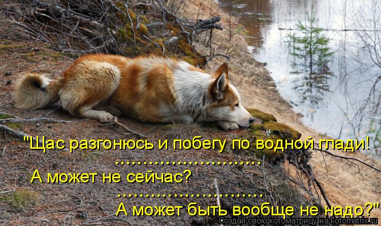 "Щас разгонюсь и побегу по водной глади! А может не сейчас? А может быть вообще не надо?" ............. Котоматрица: "Щас разгонюсь и побегу по водной глади! А может не сейчас? А может быть вообще не надо?" .......................... ..........................