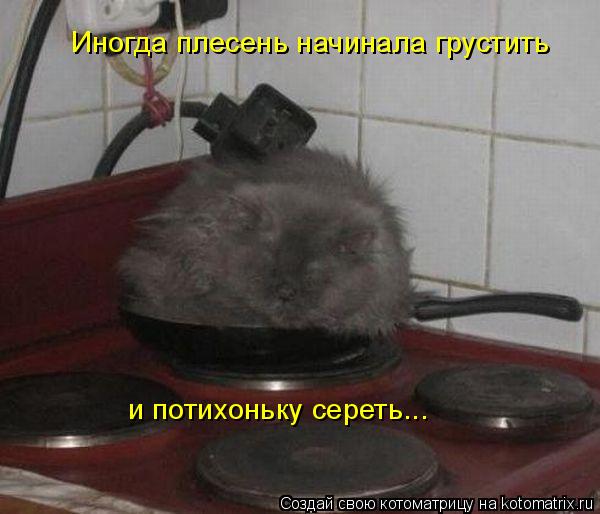 Иногда плесень начинала грустить и потихоньку сереть...... Котоматрица: Иногда плесень начинала грустить и потихоньку сереть...