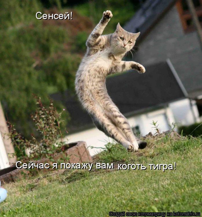 Сенсей! Сейчас я покажу вам коготь тигра!... Котоматрица: Сенсей! Сейчас я покажу вам коготь тигра!