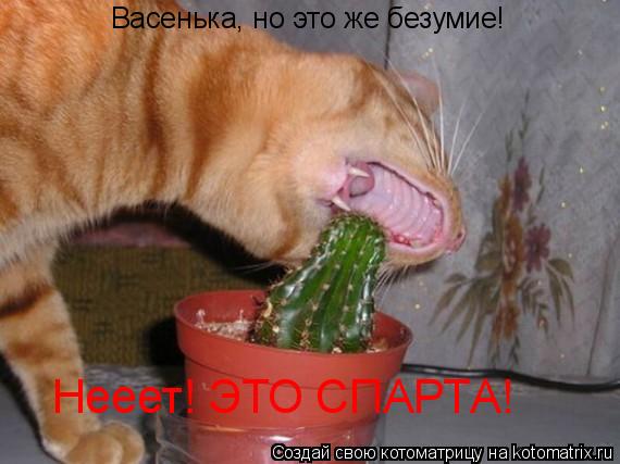 Васенька, но это же безумие! Нееет! ЭТО СПАРТА!... Котоматрица: Васенька, но это же безумие! Нееет! ЭТО СПАРТА!