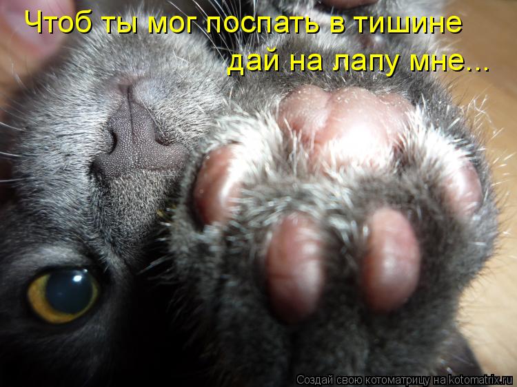 Чтоб ты мог поспать в тишине дай на лапу мне...... Котоматрица: Чтоб ты мог поспать в тишине дай на лапу мне...