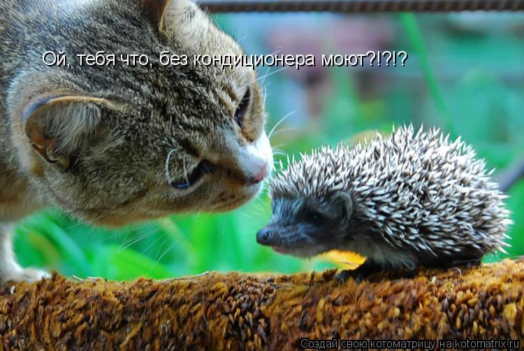 Ой, тебя что, без кондиционера моют?!?!?... Котоматрица: Ой, тебя что, без кондиционера моют?!?!?