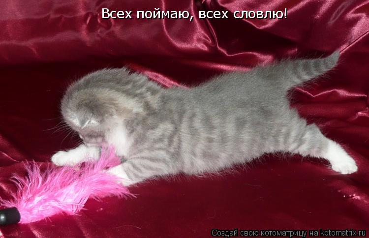 Всех поймаю, всех словлю!... Котоматрица: Всех поймаю, всех словлю!