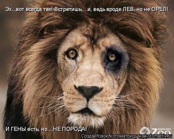 Эх...вот всегда так! Встретишь,...и, ведь вроде ЛЕВ, но не ОРЕЛ! И ГЕНЫ есть, но....НЕ ПОРОДА!... Котоматрица: Эх...вот всегда так! Встретишь,...и, ведь вроде ЛЕВ, но не ОРЕЛ! И ГЕНЫ есть, но....НЕ ПОРОДА!