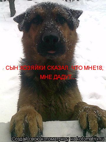 СЫН ХОЗЯЙКИ СКАЗАЛ, ЧТО МНЕ18, МНЕ ДАДУТ...... Котоматрица: СЫН ХОЗЯЙКИ СКАЗАЛ, ЧТО МНЕ18, МНЕ ДАДУТ...