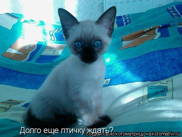 Долго еще птичку ждать?... Котоматрица: Долго еще птичку ждать?