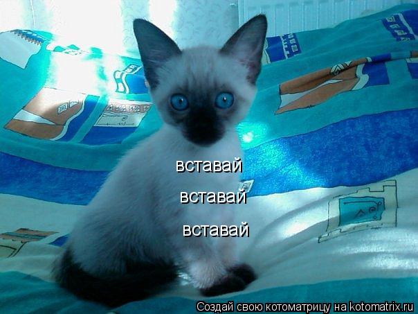 вставай вставай вставай... Котоматрица: вставай вставай вставай