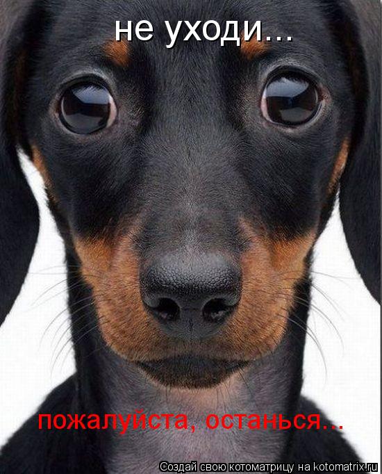 не уходи... пожалуйста, останься...... Котоматрица: не уходи... пожалуйста, останься...