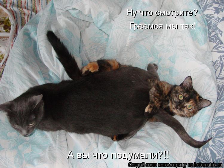 Ну что смотрите? Греемся мы так! А вы что подумали?!!... Котоматрица: Ну что смотрите? Греемся мы так! А вы что подумали?!!