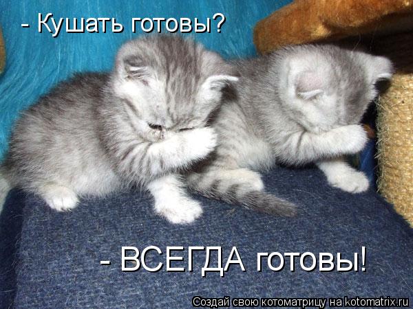 - Кушать готовы? - ВСЕГДА готовы!... Котоматрица: - Кушать готовы? - ВСЕГДА готовы!