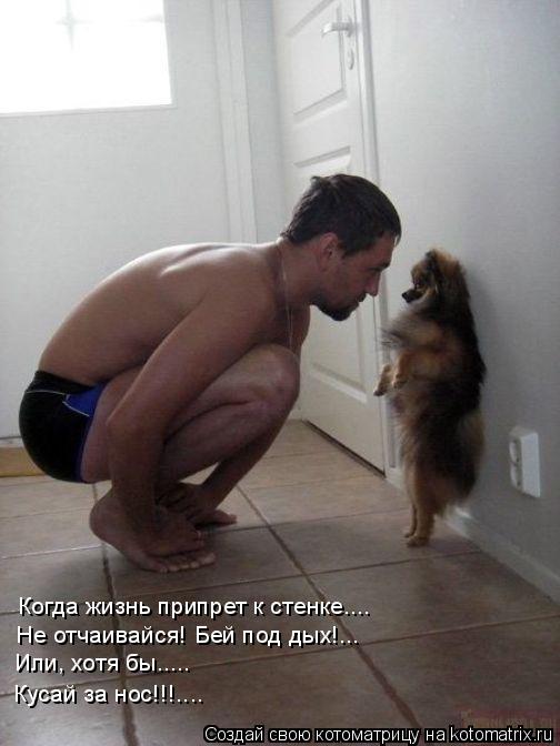 Когда жизнь припрет к стенке.... Не отчаивайся! Бей под дых!... Или, хотя бы..... Кусай за нос!!!....... Котоматрица: Когда жизнь припрет к стенке.... Не отчаивайся! Бей под дых!... Или, хотя бы..... Кусай за нос!!!....