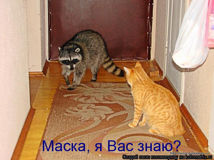 Маска, я Вас знаю?... Котоматрица: Маска, я Вас знаю?