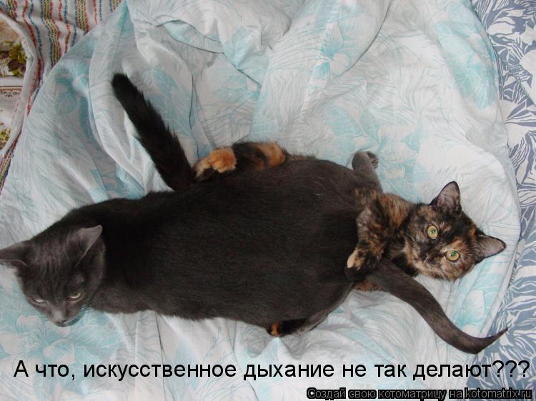 А что, искусственное дыхание не так делают???... Котоматрица: А что, искусственное дыхание не так делают???