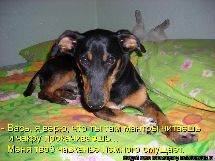 и чакру прокачиваешь... - Вась, я верю, что ты там мантры читаешь Меня твоё чавканье немного смущает.... Котоматрица: и чакру прокачиваешь... - Вась, я верю, что ты там мантры читаешь Меня твоё чавканье немного смущает.