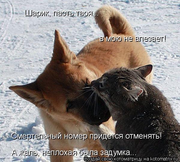 Шарик, пасть твоя... в мою не влезает! Смертельный номер придется отменять! А жаль, неплохая была за... Котоматрица: Шарик, пасть твоя... в мою не влезает! Смертельный номер придется отменять! А жаль, неплохая была задумка...