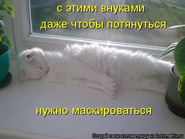 с этими внуками даже чтобы потянуться нужно маскироваться... Котоматрица: с этими внуками даже чтобы потянуться нужно маскироваться