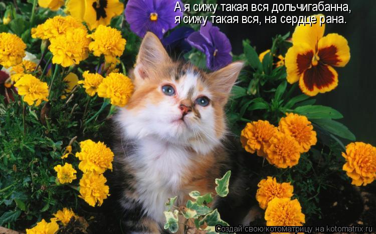 А я сижу такая вся дольчигабанна, я сижу такая вся, на сердце рана.... Котоматрица: А я сижу такая вся дольчигабанна, я сижу такая вся, на сердце рана.