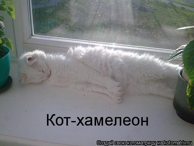 Кот-хамелеон... Котоматрица: Кот-хамелеон