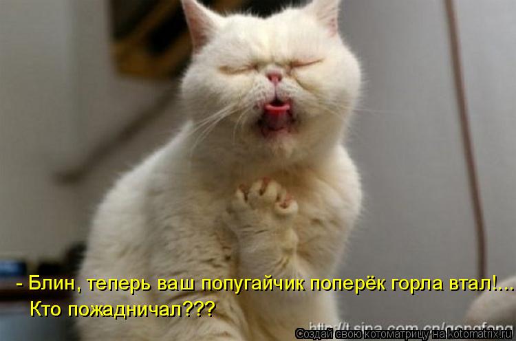 - Блин, теперь ваш попугайчик поперёк горла втал!... Кто пожадничал??? Кто пожадничал???... Котоматрица: - Блин, теперь ваш попугайчик поперёк горла втал!... Кто пожадничал??? Кто пожадничал???