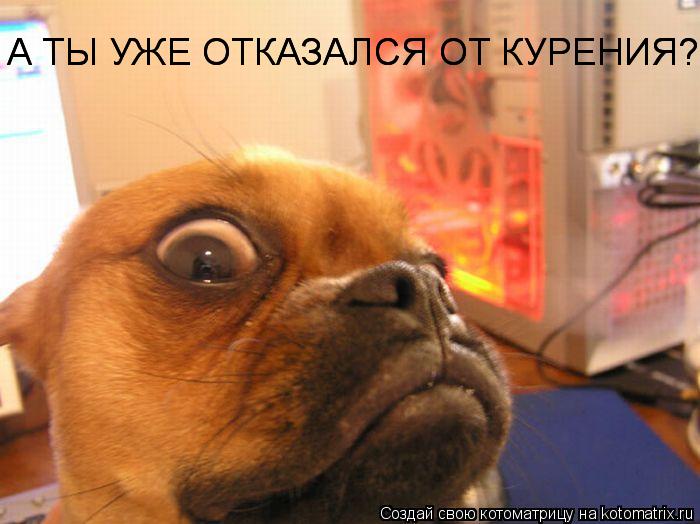 А ТЫ УЖЕ ОТКАЗАЛСЯ ОТ КУРЕНИЯ?? А ТЫ УЖЕ ОТКАЗАЛСЯ ОТ КУРЕНИЯ??... Котоматрица: А ТЫ УЖЕ ОТКАЗАЛСЯ ОТ КУРЕНИЯ?? А ТЫ УЖЕ ОТКАЗАЛСЯ ОТ КУРЕНИЯ??