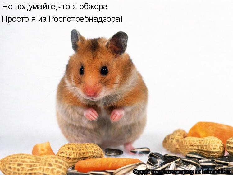 Не подумайте,что я обжора. Просто я из Роспотребнадзора!... Котоматрица: Не подумайте,что я обжора. Просто я из Роспотребнадзора!