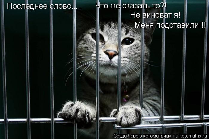 Последнее слово..... Что же сказать то?! Не виноват я! Меня подставили!!!... Котоматрица: Последнее слово..... Что же сказать то?! Не виноват я! Меня подставили!!!