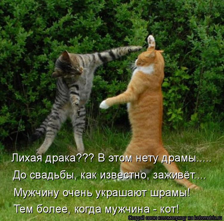 Лихая драка??? В этом нету драмы..... До свадьбы, как известно, заживёт.... Мужчину очень украшают шр... Котоматрица: Лихая драка??? В этом нету драмы..... До свадьбы, как известно, заживёт.... Мужчину очень украшают шрамы! Тем более, когда мужчина - кот!