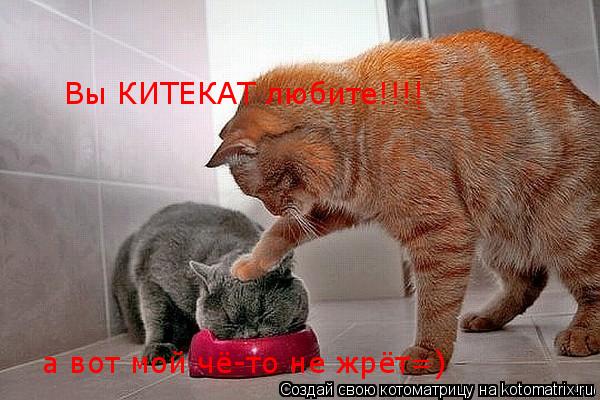 Вы КИТЕКАТ любите!!!! а вот мой чё-то не жрёт=)... Котоматрица: Вы КИТЕКАТ любите!!!! а вот мой чё-то не жрёт=)