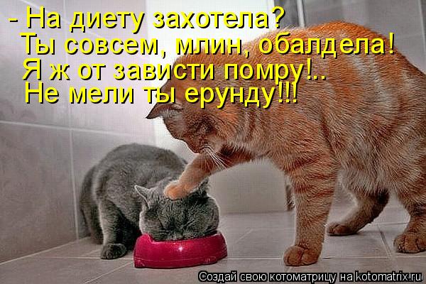 - На диету захотела? Ты совсем, млин, обалдела! Я ж от зависти помру!.. Не мели ты ерунду!!!... Котоматрица: - На диету захотела? Ты совсем, млин, обалдела! Я ж от зависти помру!.. Не мели ты ерунду!!!