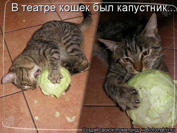 Котоматрица: В театре кошек был капустник...