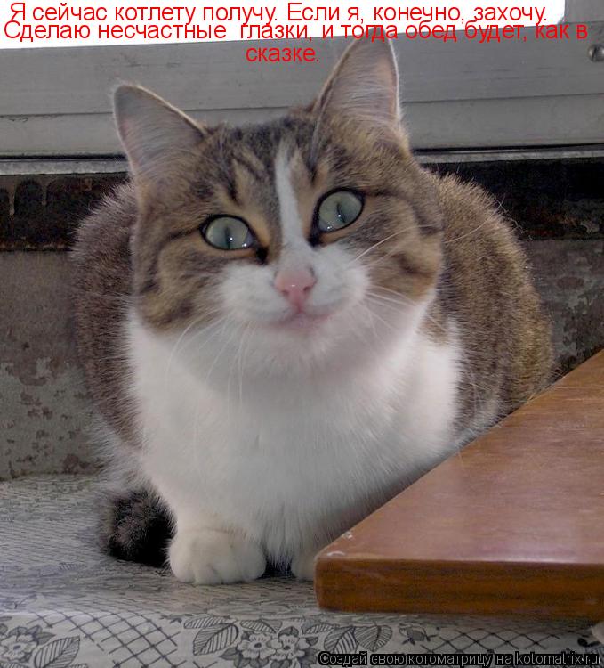 Я сейчас котлету получу. Если я, конечно, захочу. Сделаю несчастные глазки, и тогда обед будет, как ... Котоматрица: Я сейчас котлету получу. Если я, конечно, захочу. Сделаю несчастные глазки, и тогда обед будет, как в сказке.