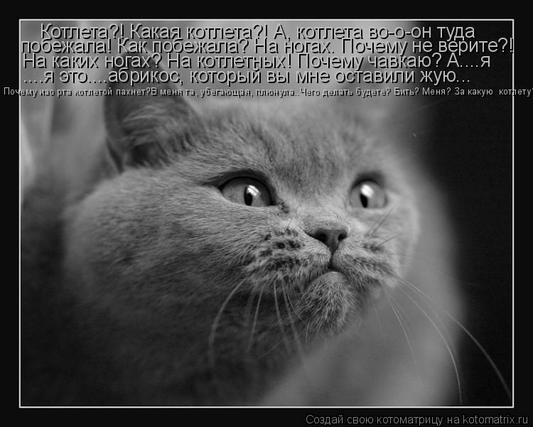 Котоматрица: Котлета?! Какая котлета?! А, котлета во-о-он туда побежала! Как побежала? На ногах. Почему не верите?! На каких ногах? На котлетных! Почему чавка