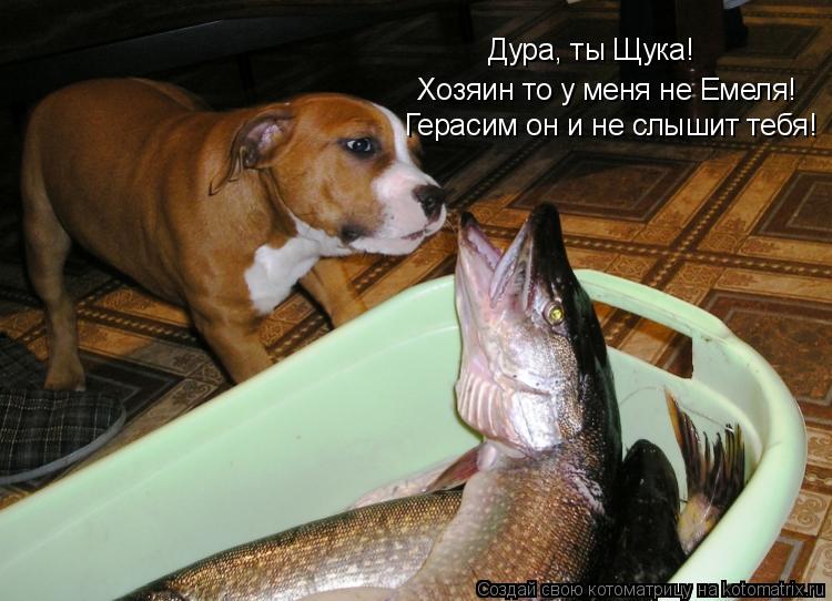 Котоматрица: Дура, ты Щука! Хозяин то у меня не Емеля! Герасим он и не слышит тебя!