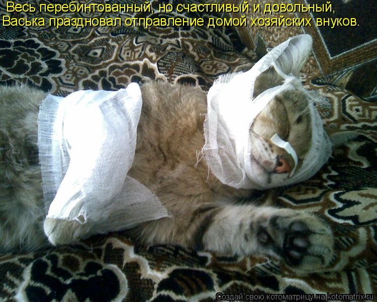 Котоматрица: Весь перебинтованный, но счастливый и довольный,  Васька праздновал отправление домой хозяйских внуков.