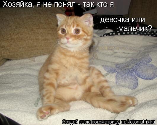Котоматрица: Хозяйка, я не понял - так кто я девочка или мальчик?