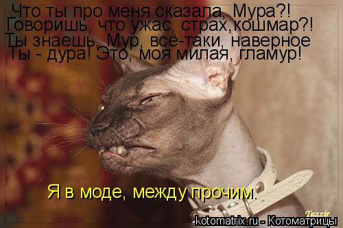 Котоматрица: Что ты про меня сказала, Мура?! Говоришь, что ужас, страх,кошмар?! Ты знаешь, Мур, всё-таки, наверное Ты - дура! Это, моя милая, гламур! Я в моде, ме