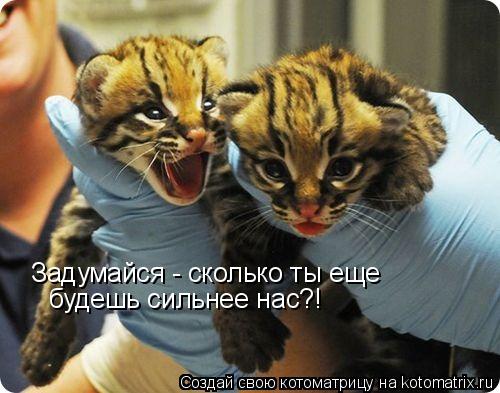 Задумайся - сколько ты еще будешь сильнее нас?!... Котоматрица: Задумайся - сколько ты еще будешь сильнее нас?!
