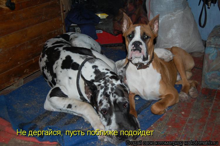 Не дергайся, пусть поближе подойдет... Котоматрица: Не дергайся, пусть поближе подойдет