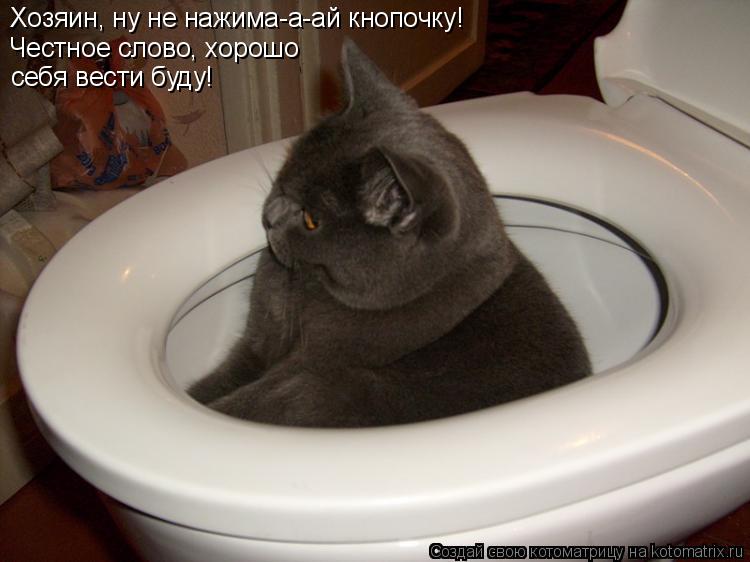 Хозяин, ну не нажима-а-ай кнопочку! Честное слово, хорошо себя вести буду!... Котоматрица: Хозяин, ну не нажима-а-ай кнопочку! Честное слово, хорошо себя вести буду!