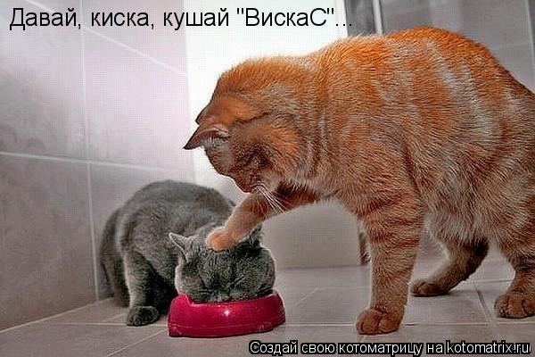 Давай, киска, кушай "ВискаС"...... Котоматрица: Давай, киска, кушай "ВискаС"...