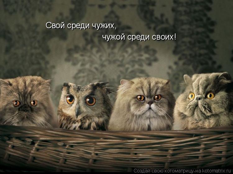 Свой среди чужих, чужой среди своих!... Котоматрица: Свой среди чужих, чужой среди своих!
