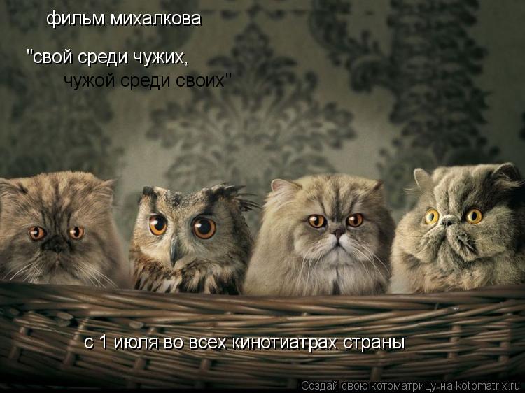 фильм михалкова "свой среди чужих, чужой среди своих" с 1 июля во всех кинотиатрах страны... Котоматрица: фильм михалкова "свой среди чужих, чужой среди своих" с 1 июля во всех кинотиатрах страны
