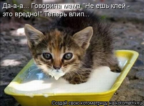 Да-а-а... Говорила мама "Не ешь клей - это вредно!" Теперь влип...... Котоматрица: Да-а-а... Говорила мама "Не ешь клей - это вредно!" Теперь влип...