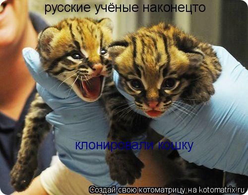 русские учёные наконецто клонировали кошку... Котоматрица: русские учёные наконецто клонировали кошку